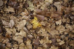 hojas de otoño suelo foto