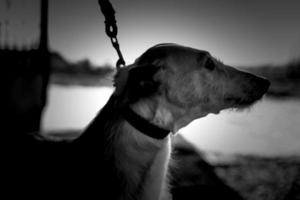 Greyhound dog park photo