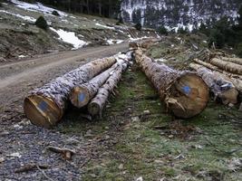 troncos de madera leña foto