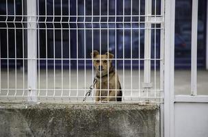 Dog in kennel photo