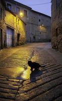 gatos callejeros abandonados foto