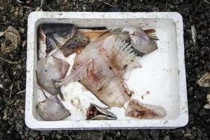 Raw fish heads photo