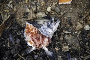 Raw fish heads photo