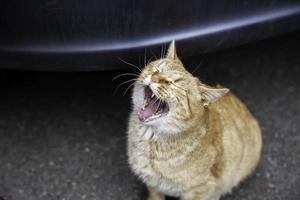 Cat with open mouth photo