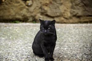 Stray cats in the city photo