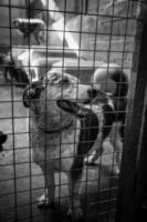 Kennel dogs locked photo