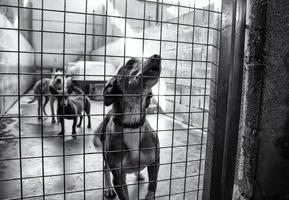 Dog in kennel photo