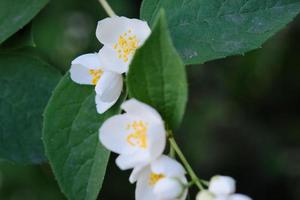 Hermosas flores blancas de philadelphus con hojas verdes. foto