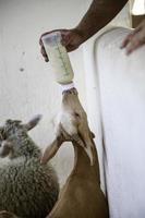 Goat drinking from a bottle photo