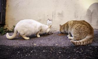 gatos callejeros abandonados foto