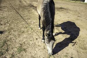 Horse in stable photo