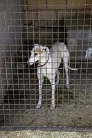 Greyhound  in cage photo