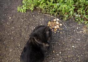 Stray cats eating on the street photo