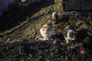 Abandoned street cats photo