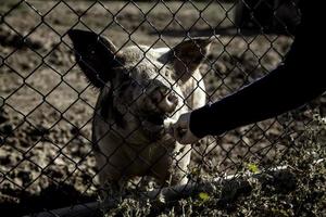 Pig penned farm photo