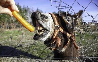 Donkey eating carrot photo