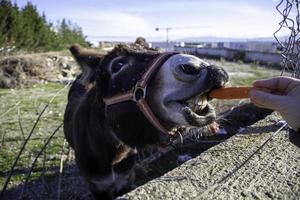 Donkey eating carrot photo