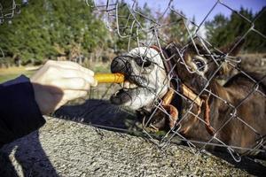 burro comiendo zanahoria foto