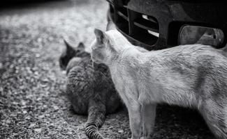 Stray cat under car photo