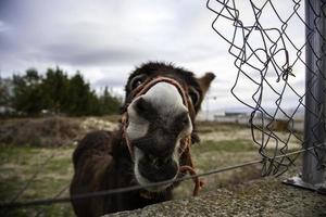 Donkey in field photo