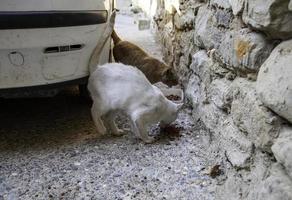 Stray cats eating on the street photo