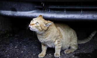 gatos callejeros abandonados foto