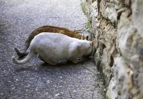 gatos callejeros comiendo en la calle foto