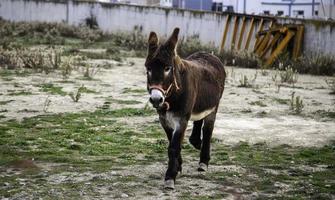 Donkey in field photo