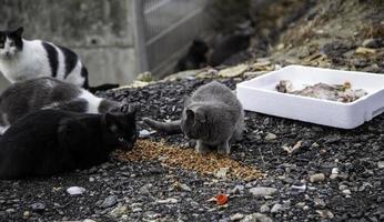grupo de gatos callejeros comiendo en la calle foto
