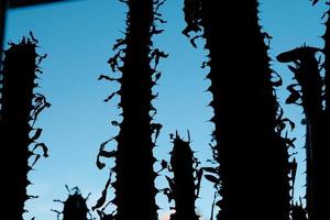 Cactus columnar seco silueta contra el cielo azul vivo foto
