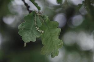 Vista cercana de la hermosa hoja de roble verde en la rama de un árbol en un bosque foto