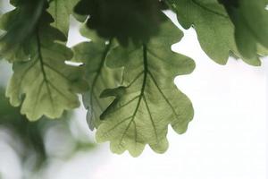 Vista cercana de la hermosa hoja de roble verde en la rama de un árbol en un bosque foto