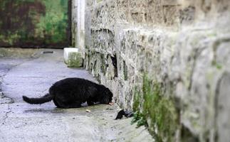 Homeless black cat eating on the street photo