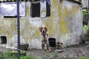 Dog in kennel photo