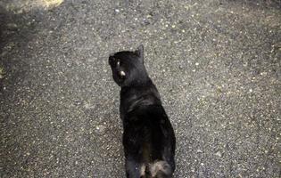 Homeless black cat eating on the street photo