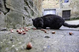 Stray cats eating on the street photo