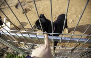 Dog in kennel photo