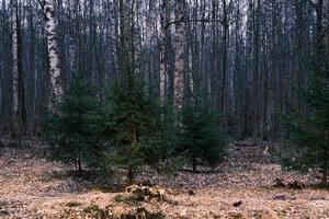 Mystery autumn forest panorama in the morning fog