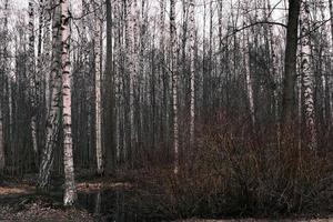 misterio bosque otoñal panorama en la niebla de la mañana foto