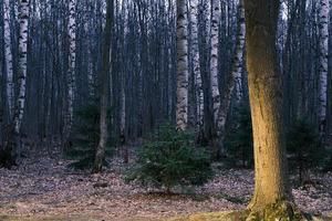 misterio bosque otoñal panorama en la niebla de la mañana foto