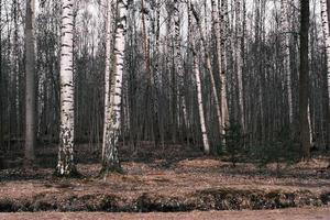 misterio bosque otoñal panorama en la niebla de la mañana foto