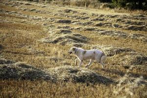 perros corriendo en el campo
