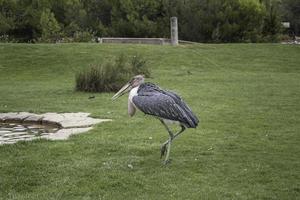 Big bird zoo photo