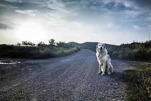 perro mastín atardecer foto