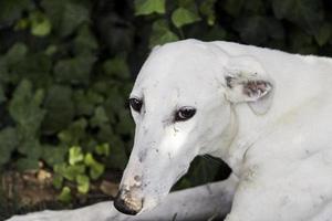 galgo abandonado abuso foto