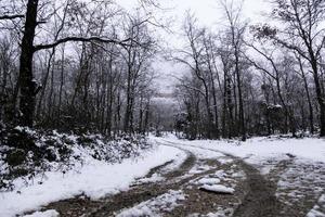 Natural snowy forest photo