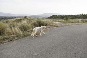 Mastiff dog field photo