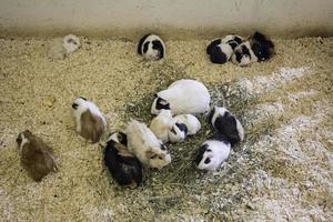 Guinea pigs with puppies photo