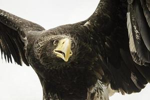Eagle falconry exhibition