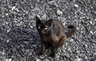 gato negro en la calle foto